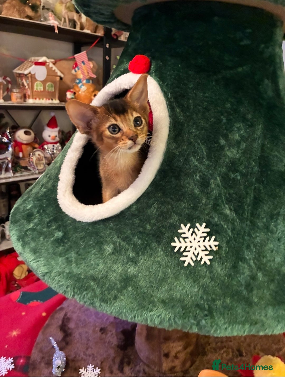 Abyssinian cats for sale: Abyssinian kittens looking for forever homes - Advert 8