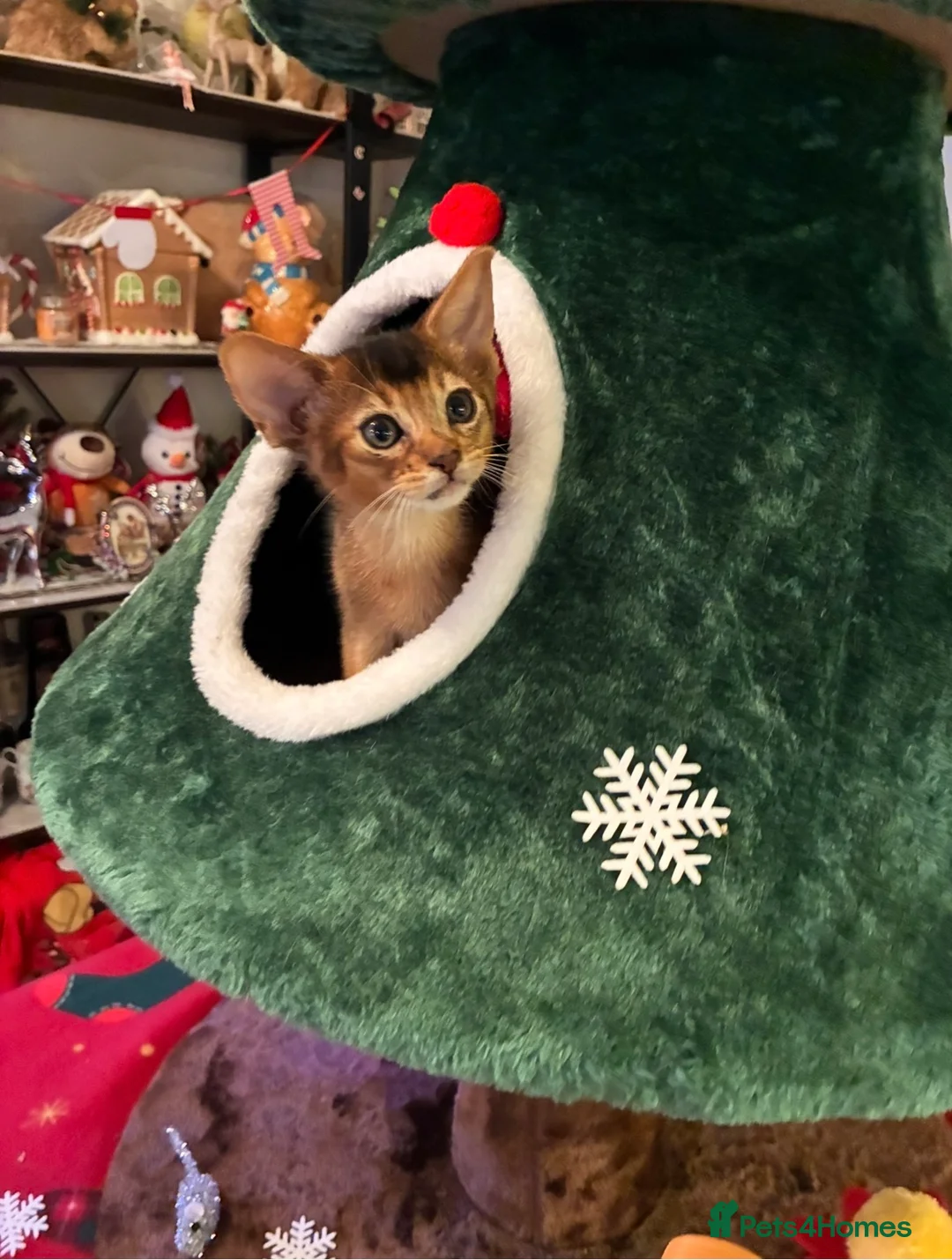 Abyssinian cats for sale: Abyssinian kittens looking for forever homes - Advert 12