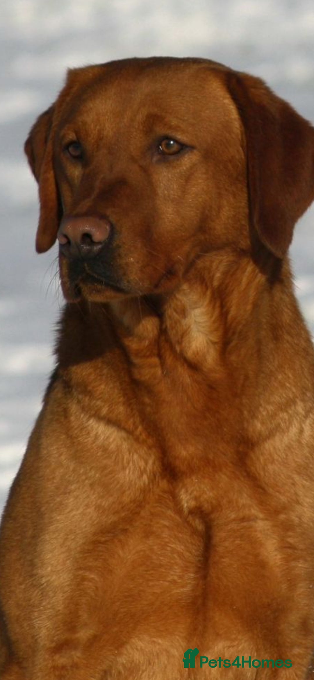 Labrador Retriever dogs for stud: Health tested- Kc registered Fox Red Labrador for  in York - Image 3
