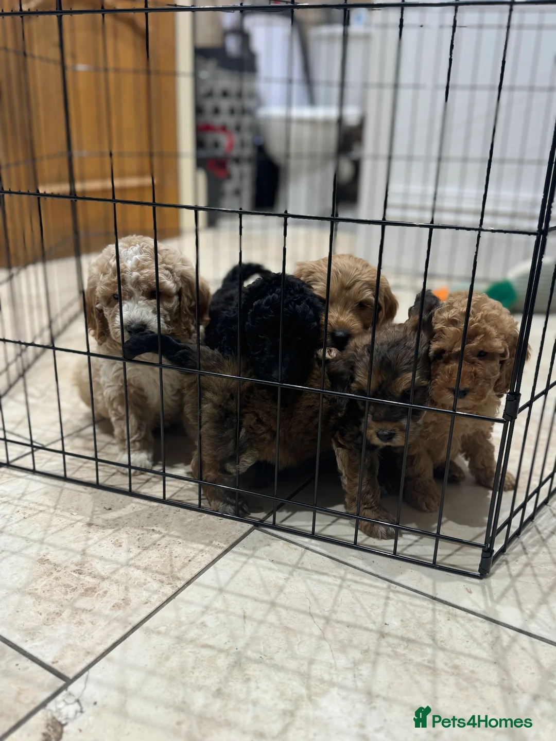 Cockapoo dogs for sale: Ready now!!Beautiful mini cockapoo puppy’s🩷🩵 - Advert 15