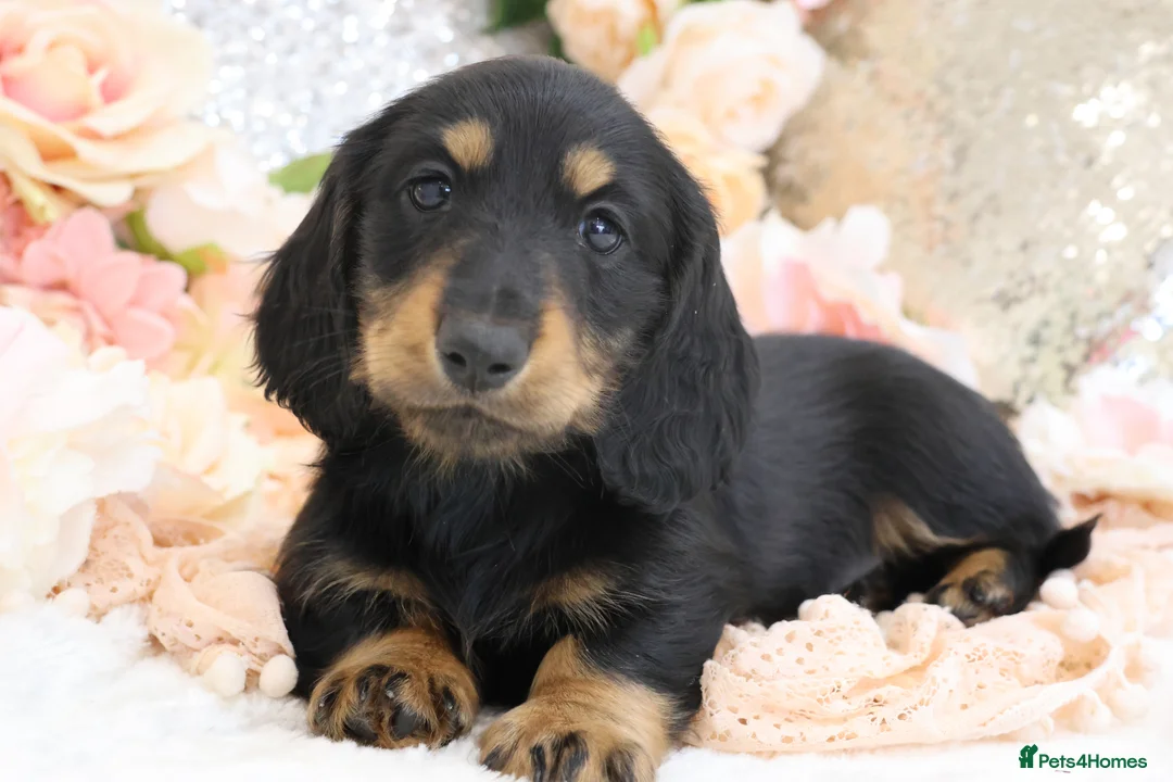 Miniature Dachshund dogs for sale: KC Miniature Dachshund Longhair Puppies - Advert 2