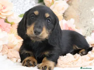 Miniature Dachshund dogs KC Miniature Dachshund Longhair Puppies - Advert 4