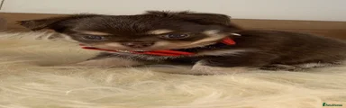 Chihuahua 1
