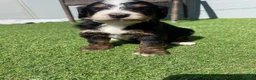 Bernedoodle dogs for sale: Beautiful Tri colour bernedoodle puppies  - Advert 4