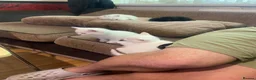 Turkish Van cats for sale: Family friendly Turkish van kittens for sale. in London - Advert 7