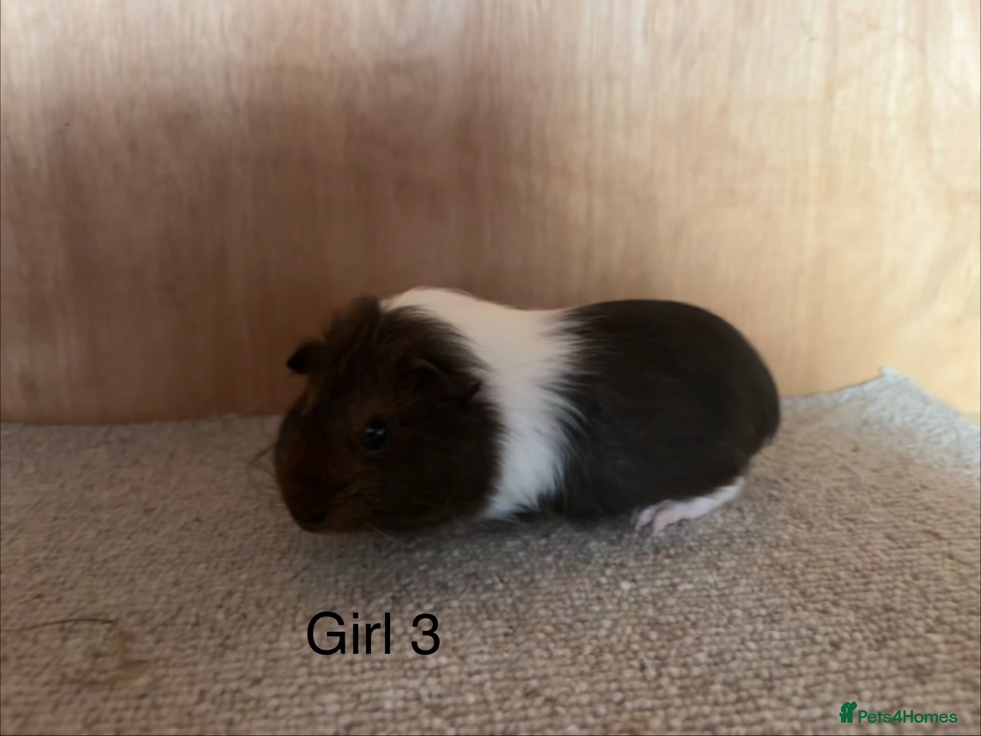 Guinea Pig rodents Baby Guinea Pigs  - Advert 6