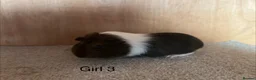 Guinea Pig rodents for sale: Baby Guinea Pigs  in Okehampton - Advert 1