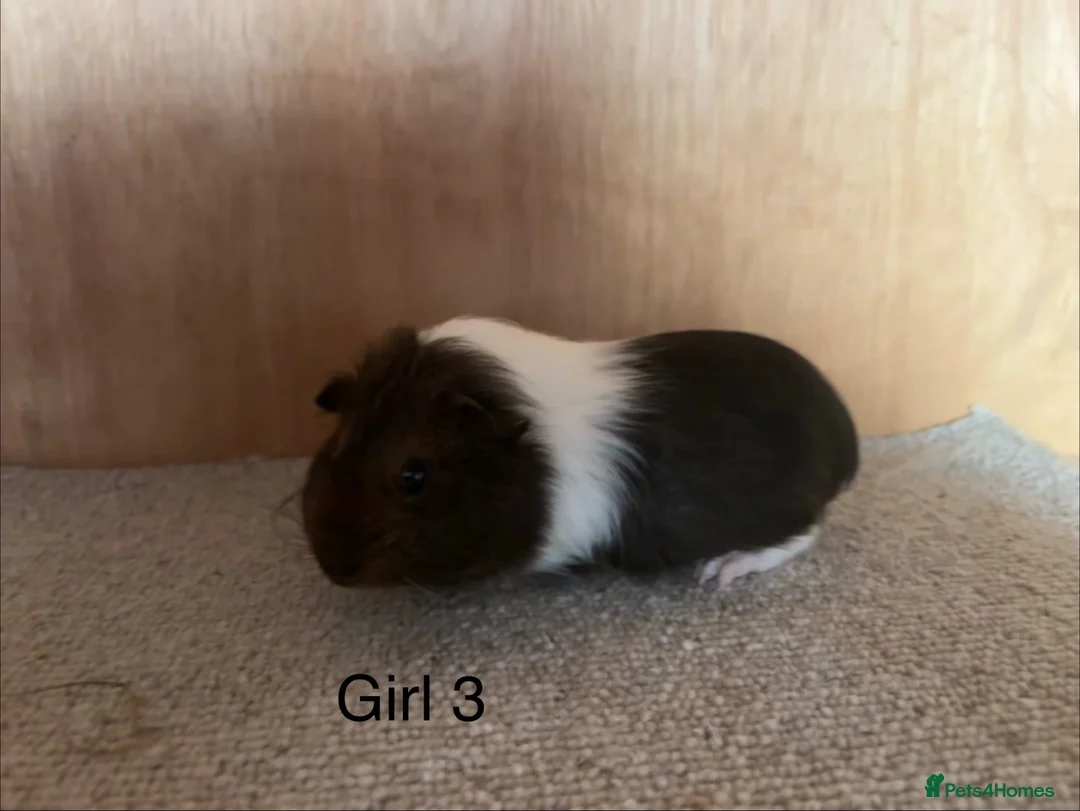Guinea Pig rodents for sale: Baby Guinea Pigs  in Okehampton - Advert 1