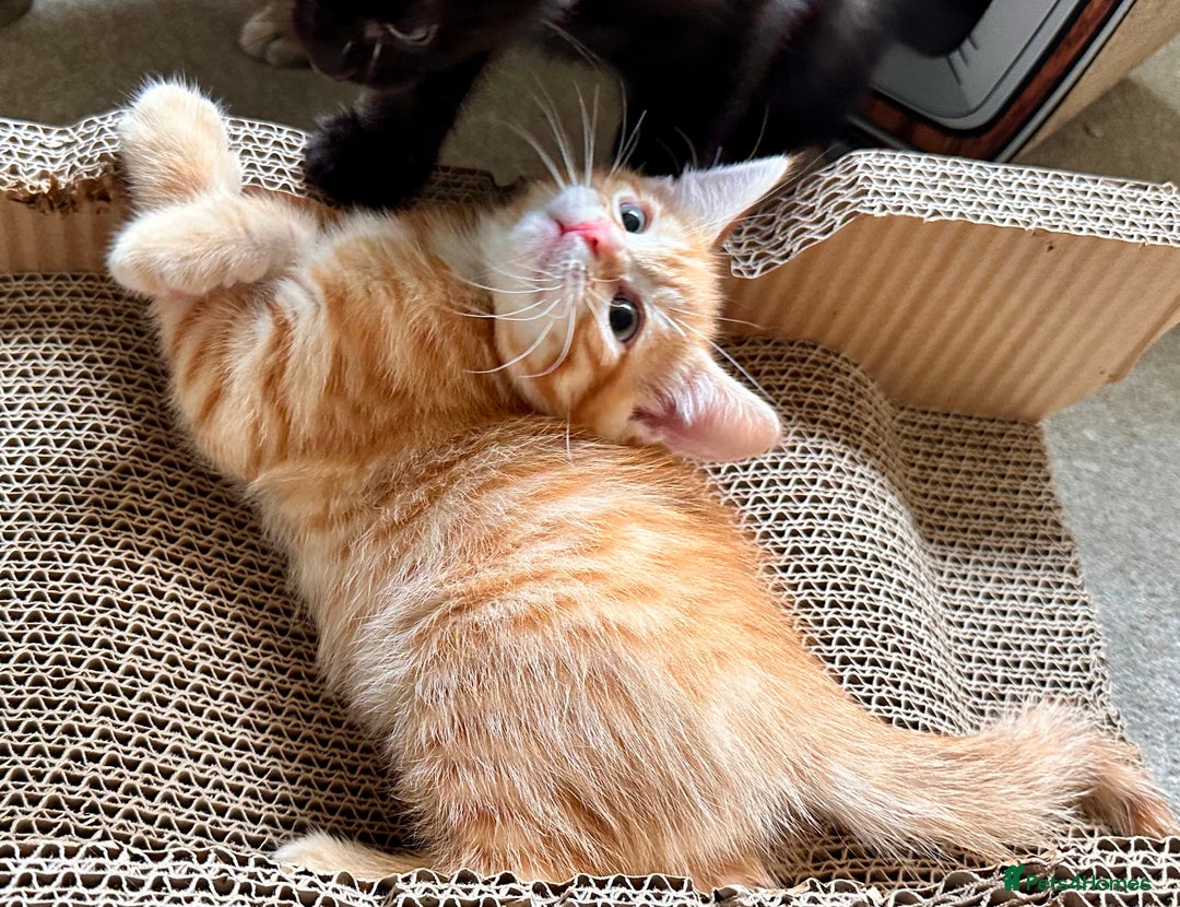 Mixed Breed cats for sale: Lovely bengal mix kittens: tabby, ginger, black - Image 21