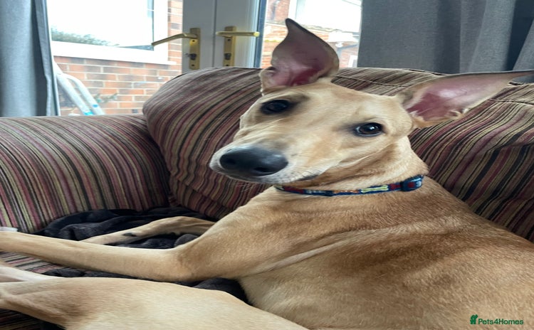 Lurcher dogs - Advert 2