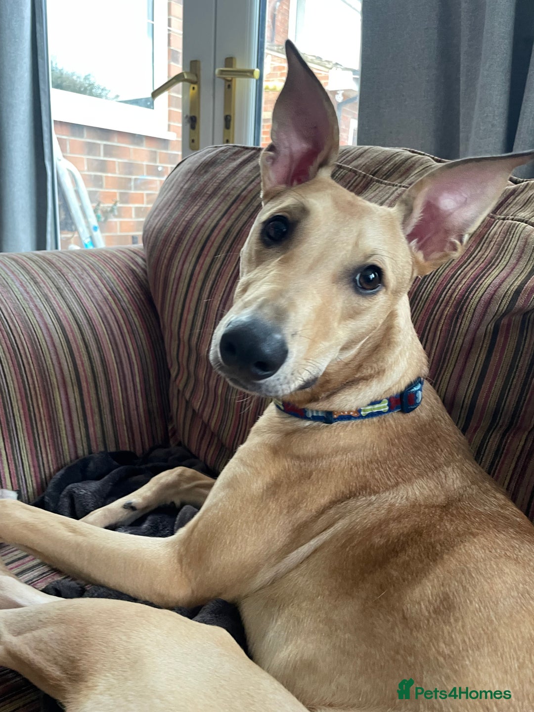 Lurcher dogs for sale: Free to a good home  - Image 1
