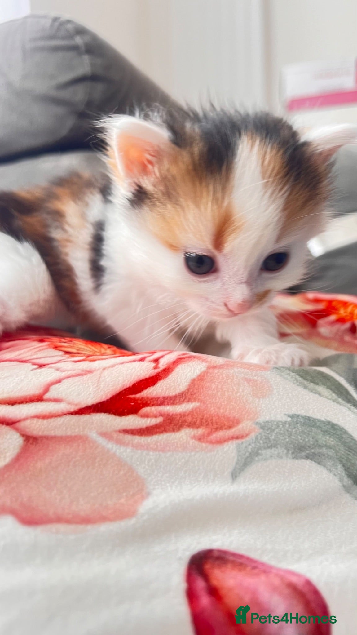 British Longhair cats Small kittens available now in london - Advert 1