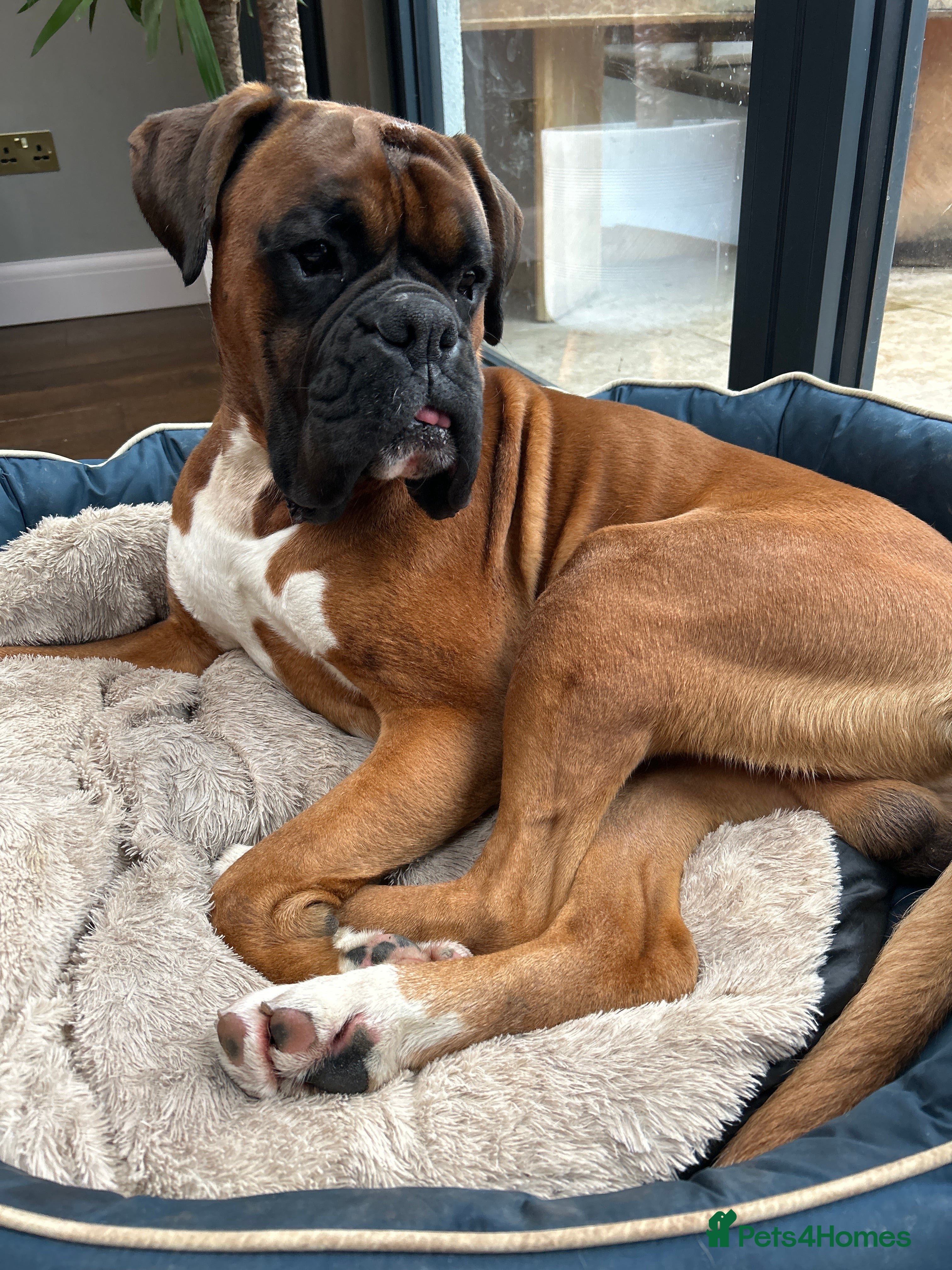 Boxer dogs Boxer boy for stud  - Advert 2