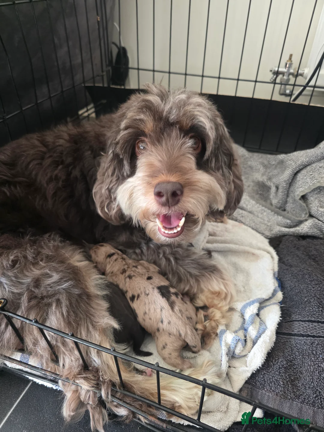 Cockapoo dogs for sale: 🍫 Meet Our Chocolate-Inspired Cockapoo Cuties 🍫 in Stoke-on-Trent - Advert 13