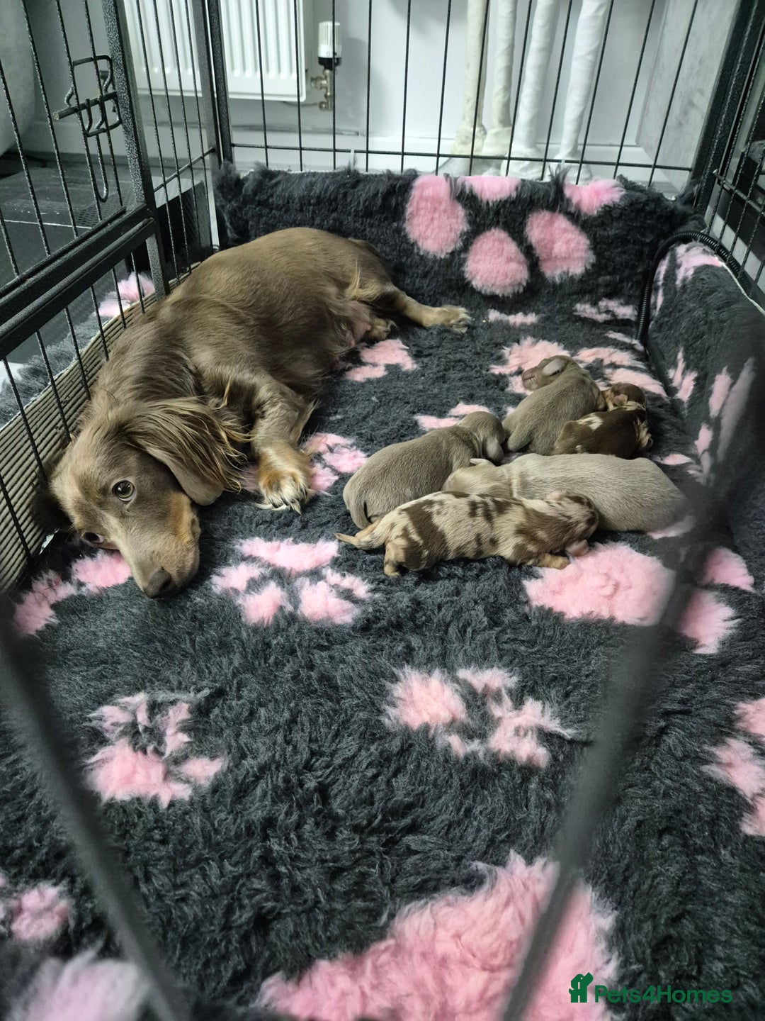 Dachshund dogs for sale: Long haired minature daschunds - Advert 1