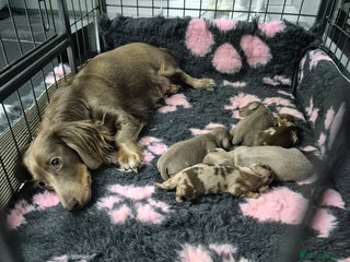 Dachshund dogs Long haired minature daschunds - Advert 1