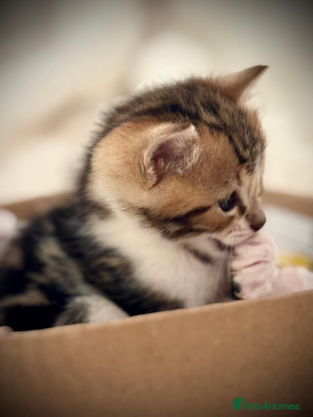 Ragdoll cats for sale: 🌟 Ragdoll x Bengal – Exquisite Baby Kittens 🌟 - Image 18