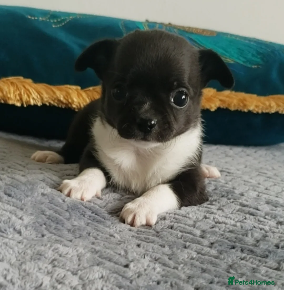 Chihuahua dogs for stud: FREDERICK VON LOVEHUNTER KC Champion heritage Stud in Chorley - Advert 28