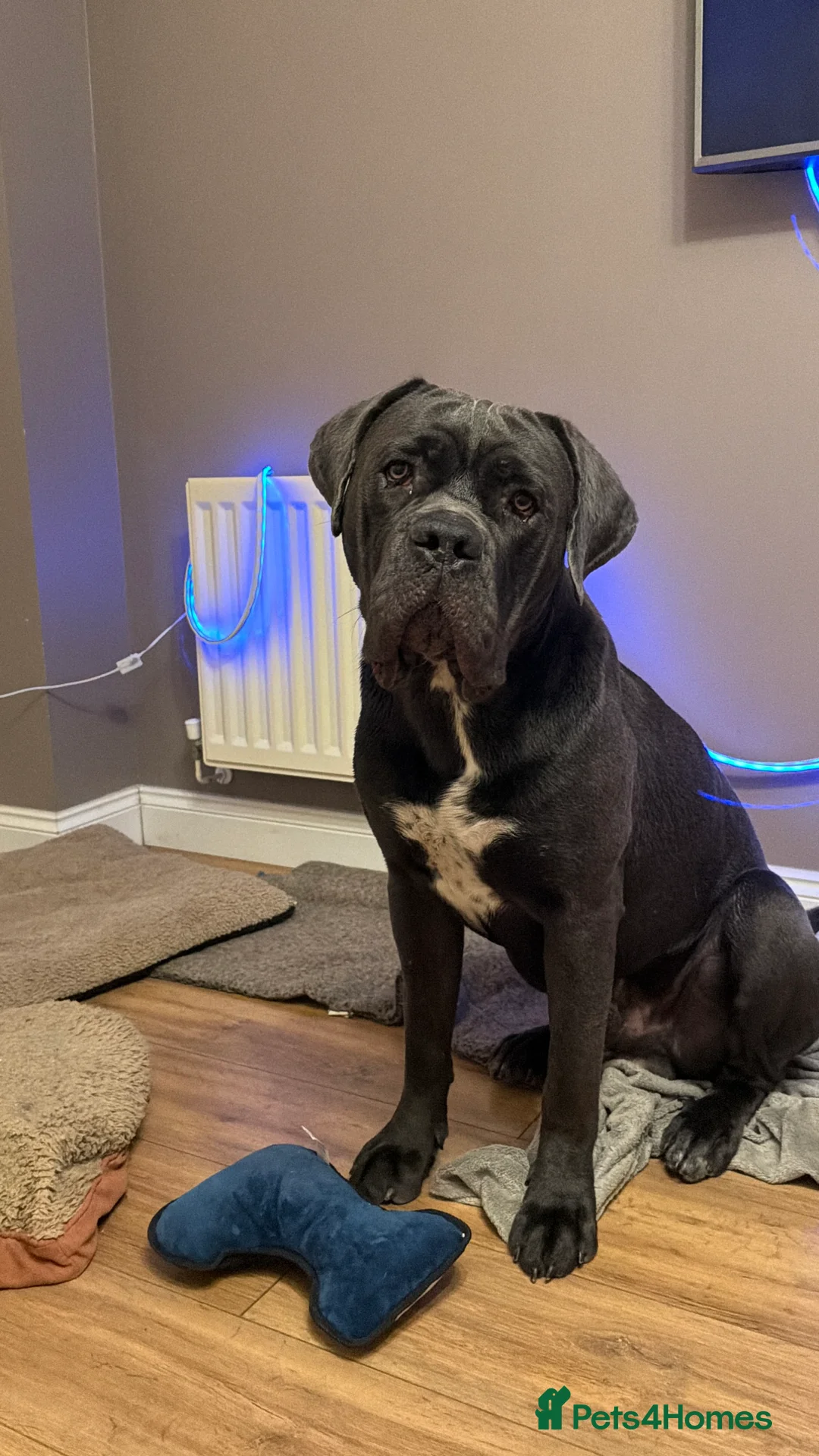 Cane Corso dogs for sale: 💙Cane Corso Boy Seeking Experienced,Loving Home💙 - Advert 6