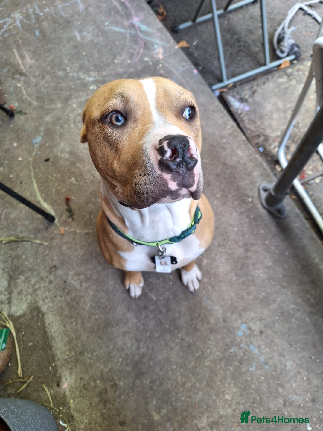 American Bulldog dogs for sale: Stunning American bulldog  - Image 4