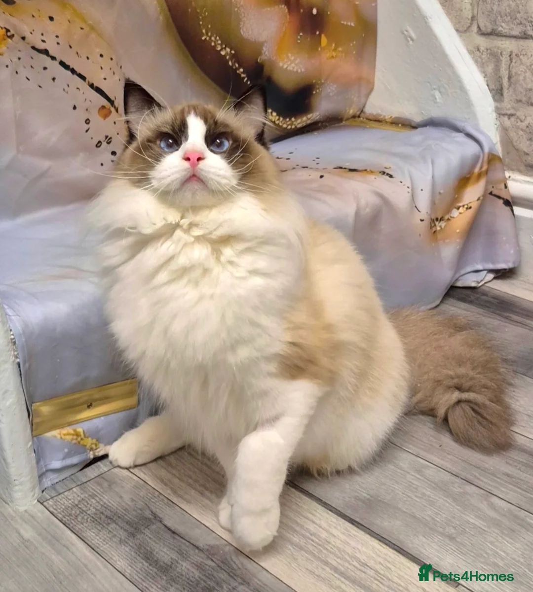 Ragdoll cats for sale: Premium Seal Bicolour  Ragdoll Boys 💖💖💖 - Advert 30