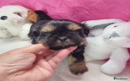 Shih Tzu dogs for sale: Kc stunning small imperial baby boy/girl - Image 6