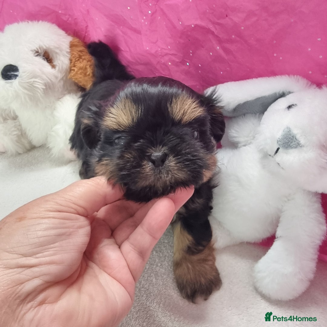 Shih Tzu dogs for sale: Kc stunning small imperial baby boy/girl - Image 6