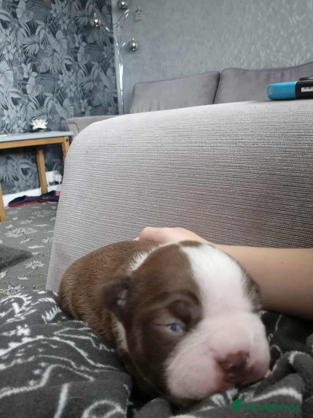 Boston Terrier dogs for sale: Red & white male Boston terrier - Image 5