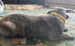 Lurcher dogs for sale: Quality Lurcher pups Deerhound/Grey Wheaten/Grey - Image 14