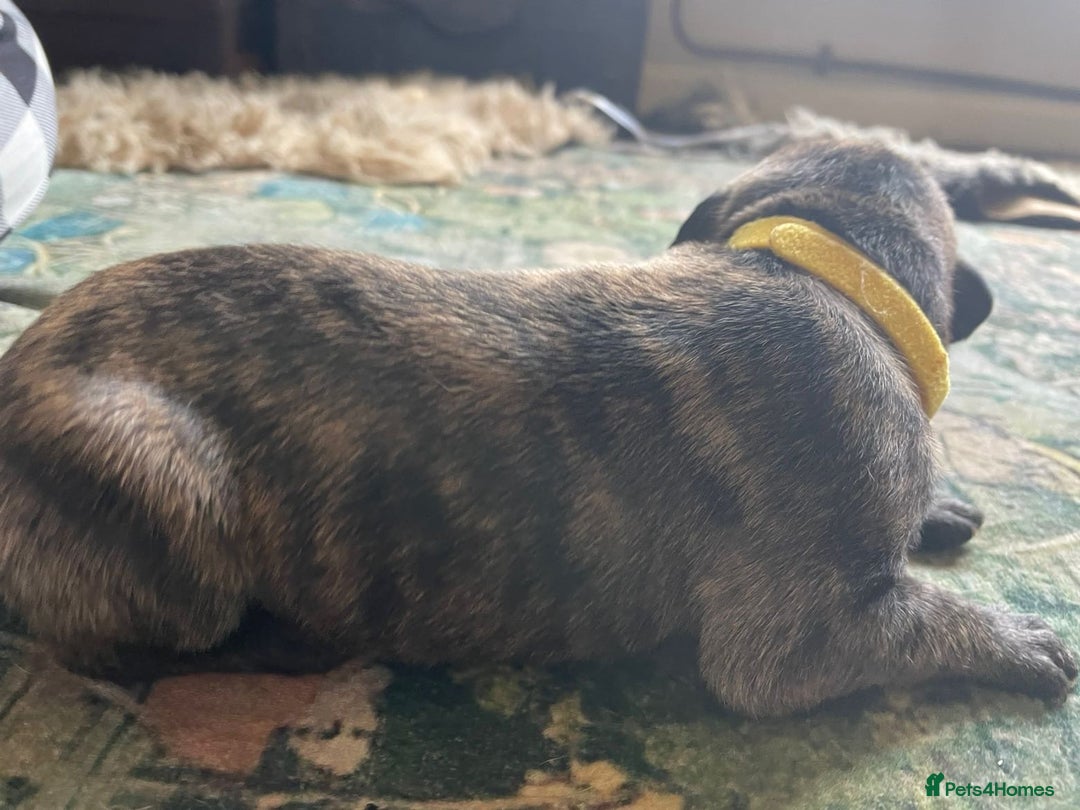 Lurcher dogs for sale: Quality Lurcher pups Deerhound/Grey Wheaten/Grey - Image 14