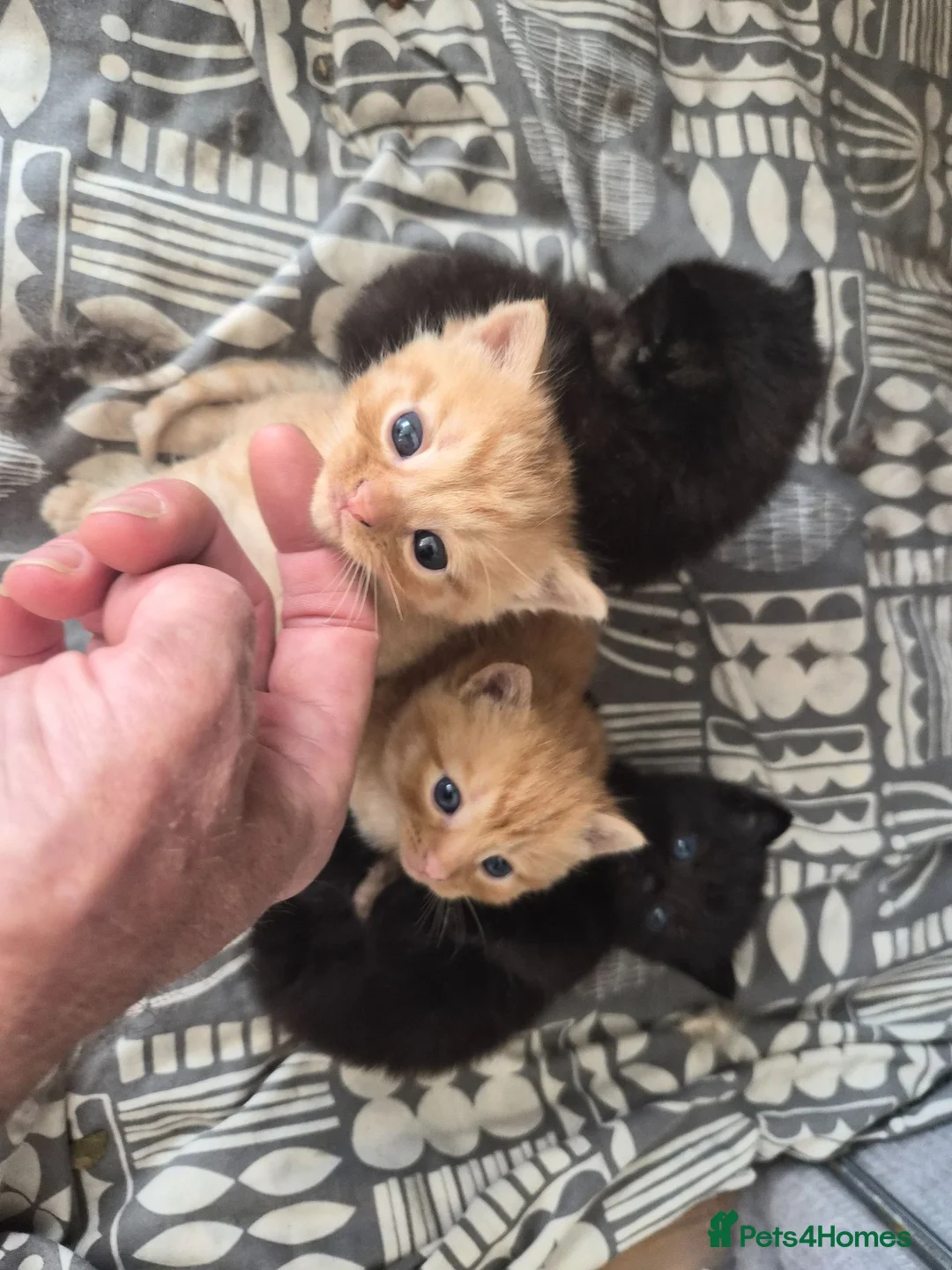 Mixed Breed cats for sale: 4 beautiful mainecoon x Persian kittens in Taunton - Advert 23
