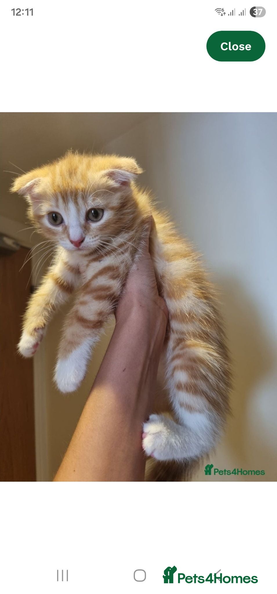 Scottish Fold cats scottish fold ginger female kitten for sale - Advert 13