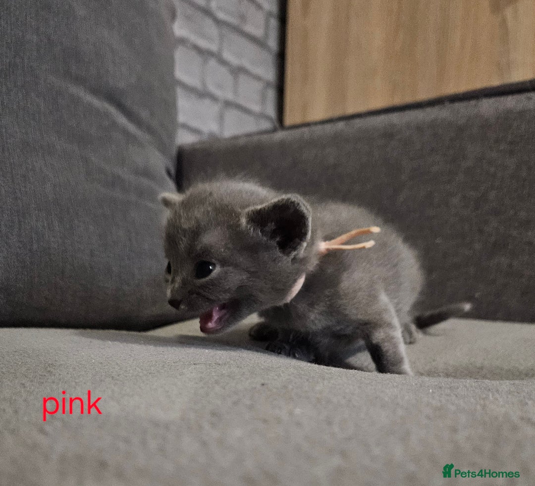 Russian Blue cats for sale: 🐾 last two girls Russian Blue Kittens 🐾 - Advert 9