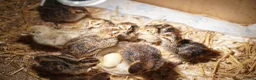 Quail poultry for sale: Japanese quails - Advert 4