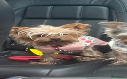 Yorkshire Terrier dogs for sale: Stunning tiny boy  - Image 5