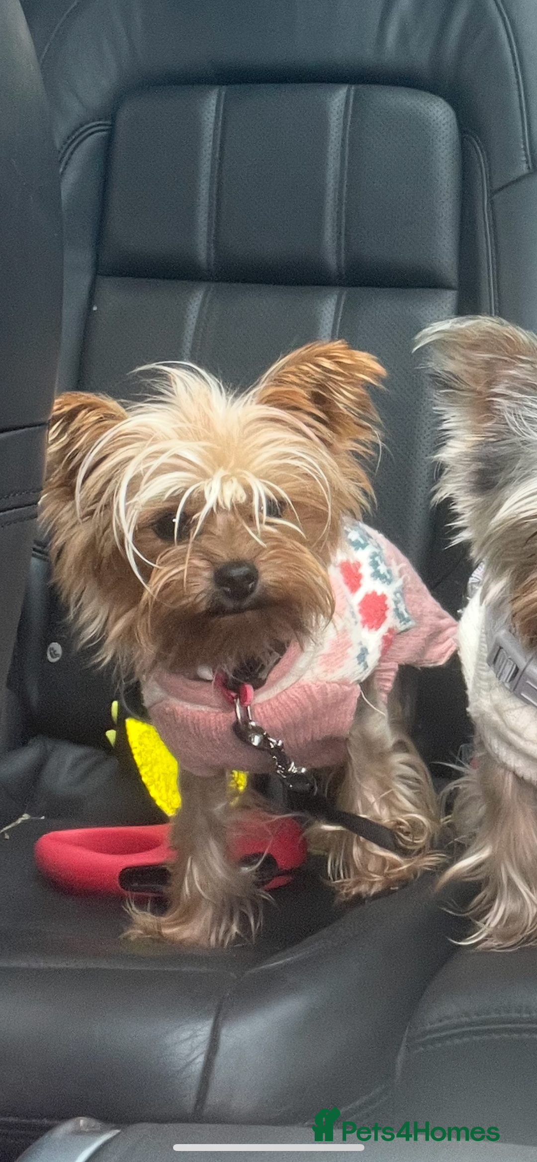 Yorkshire Terrier dogs for sale: Stunning tiny boy  - Image 5