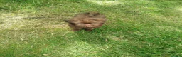 Griffon Bruxellois dogs for sale: Chocolate male - Advert 12
