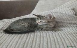 Mixed Breed cats for sale: 3 girls- 9 weeks- ready to go - Image 4