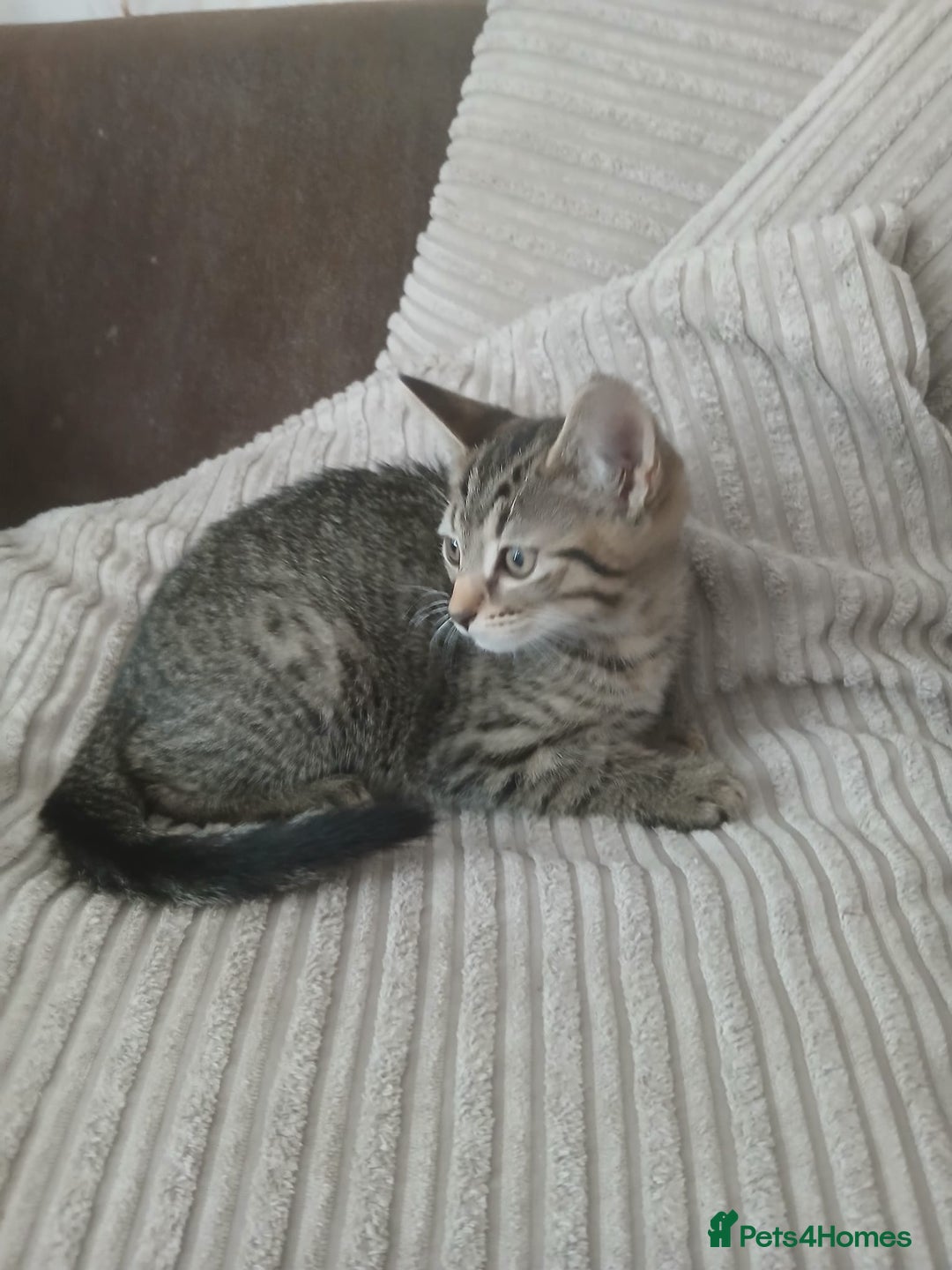 Mixed Breed cats for sale: 3 girls- 9 weeks- ready to go - Image 4