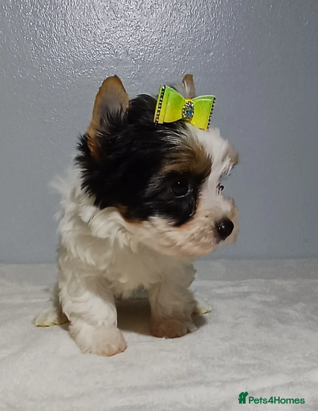 Yorkshire Terrier dogs for sale: 100% Biewer yorkshire-terrier Pedigree  - Advert 17