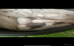 Italian Greyhound dogs for sale: Italian greyhound puppies - Image 24