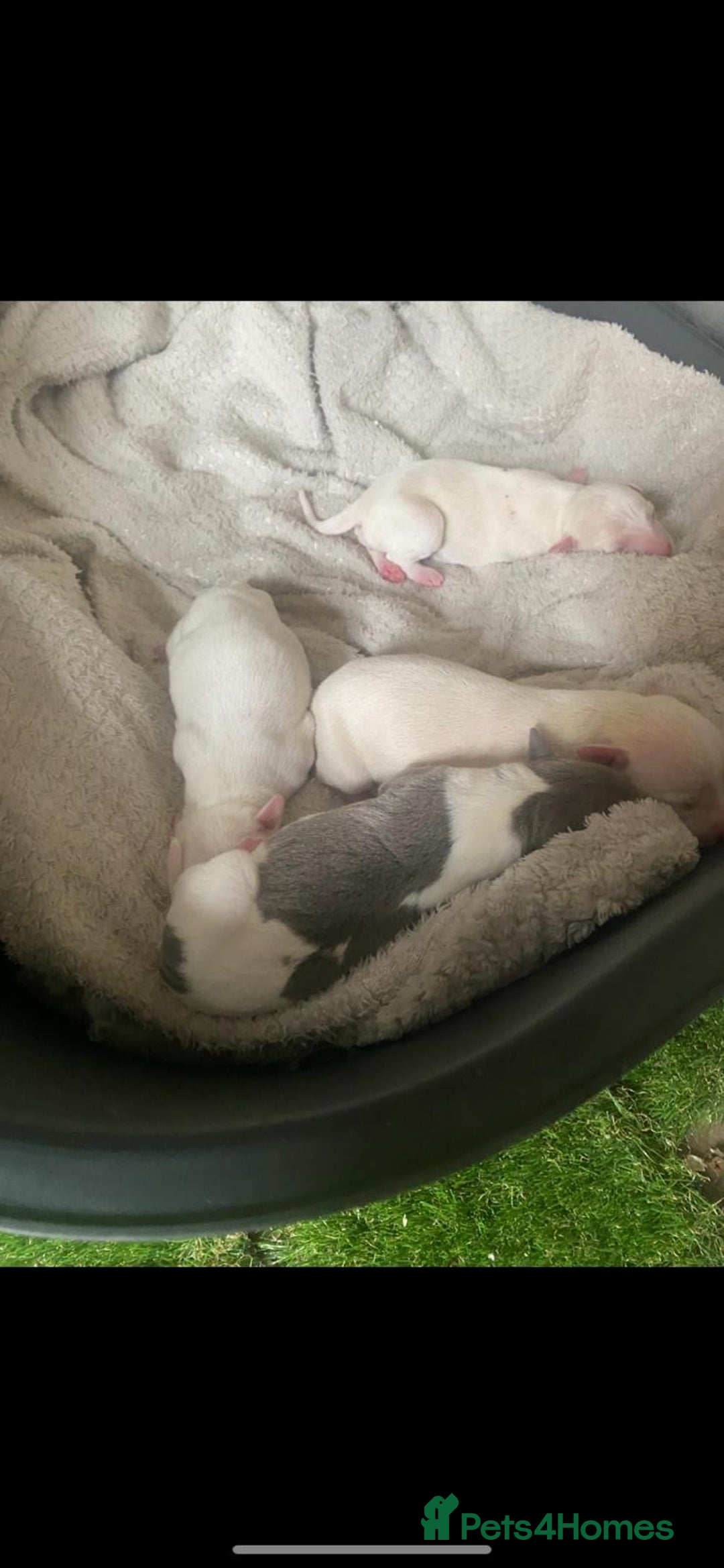 Italian Greyhound dogs for sale: Italian greyhound puppies - Image 24
