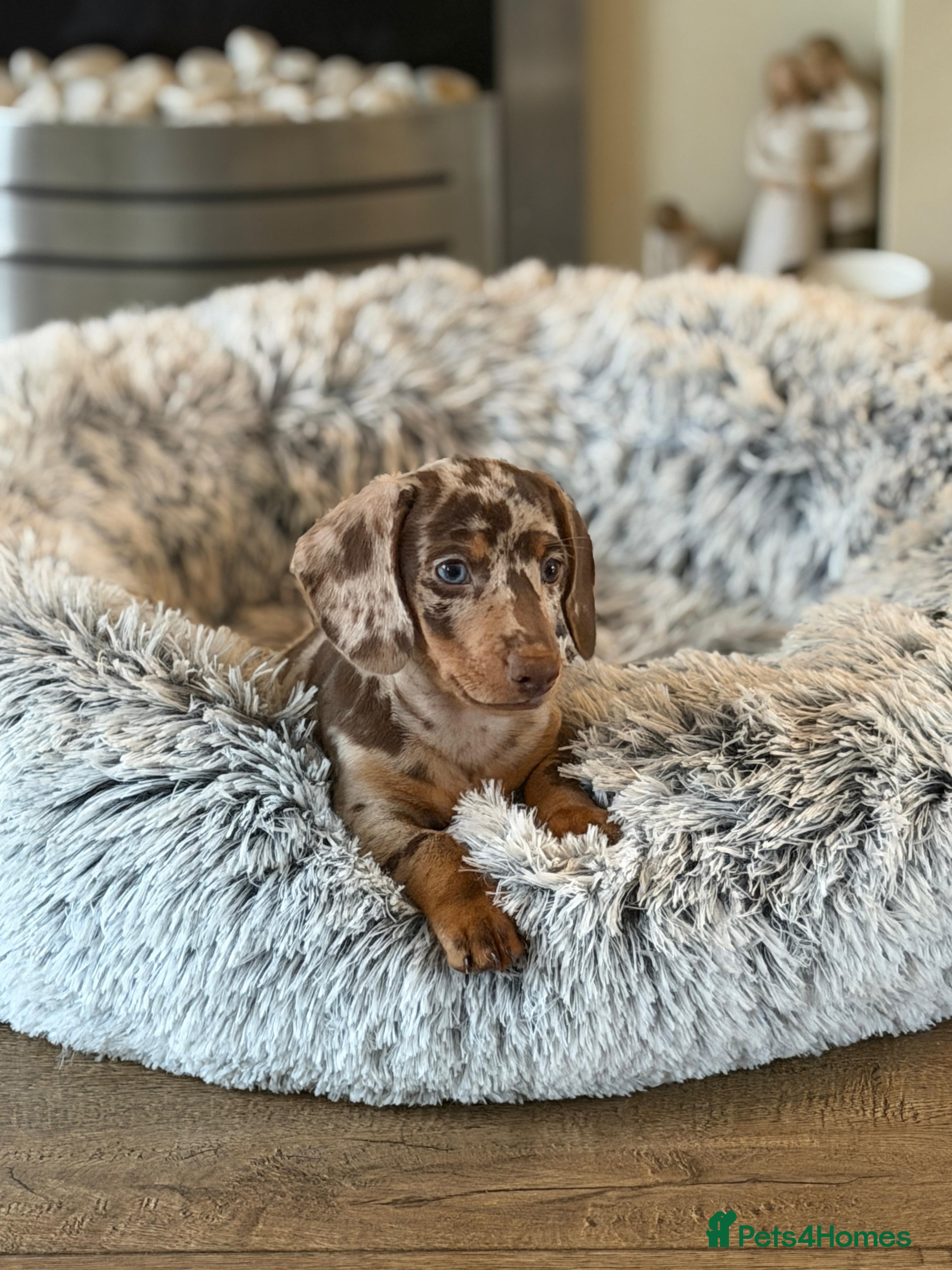 Miniature Dachshund dogs Dapple Miniature dachshund male  - Advert 2