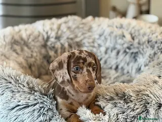 Miniature Dachshund dogs Dapple Miniature dachshund male - Advert 2