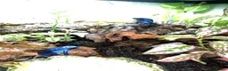 Frog reptiles for sale: Azureus dart frogs in Sidcup - Advert 12