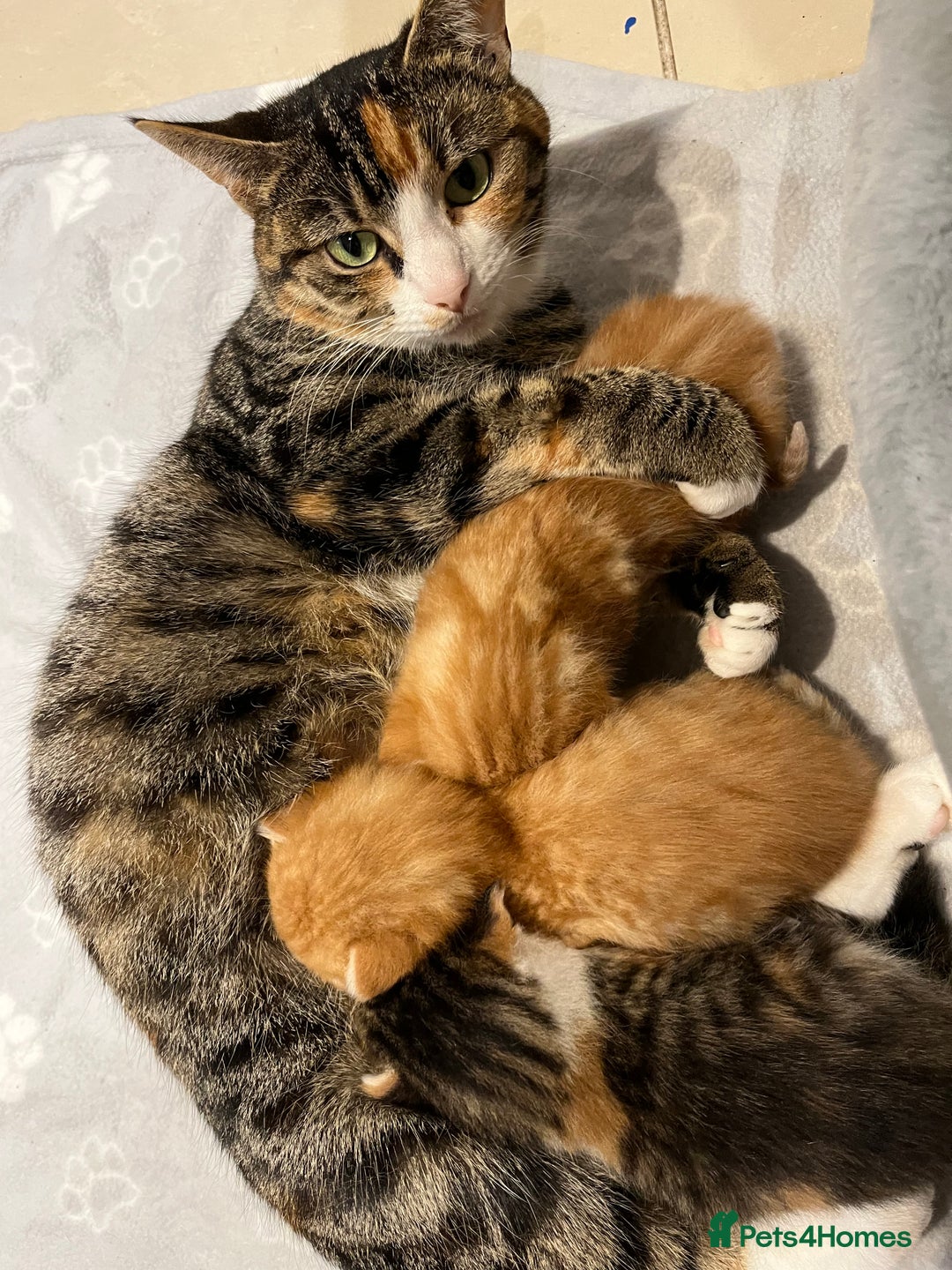 Domestic Shorthair cats for sale: Two male ginger, One female cali kittens - Advert 2