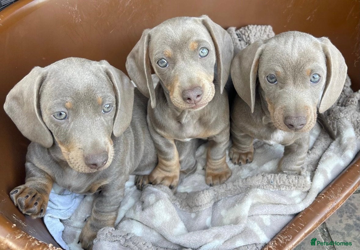 Miniature Dachshund dogs MINIATURE DACHSHUNDS KC REGISTERED in Manningtree - Advert 1