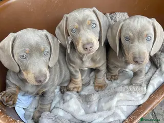 Miniature Dachshund dogs MINIATURE DACHSHUNDS KC REGISTERED in Manningtree - Advert 9