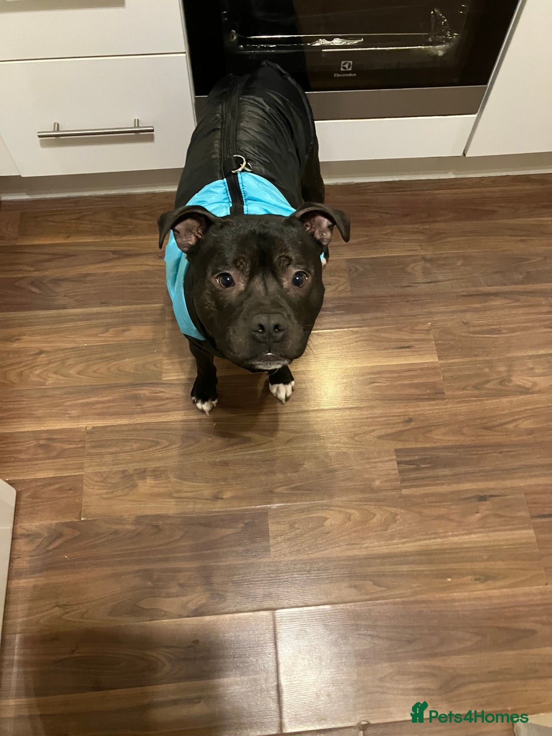 Staffordshire Bull Terrier dogs for sale: Staffy for Sale  - Advert 2