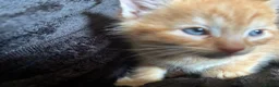 Mixed Breed cats for sale: Beautiful Tortoiseshell & ginger kittens  - Advert 6